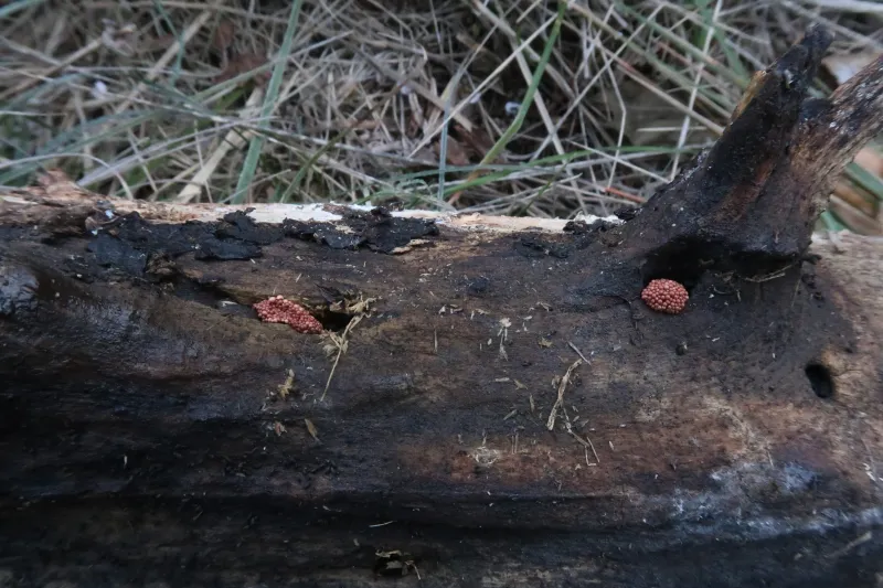 Arcyodes incarnata 1 - IMG_5765